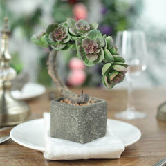 Perle Von Nurnberg Artificial Succulents in Concrete Pot - Lifelike Decorative Faux Plants for Home Office & Event Design 8"