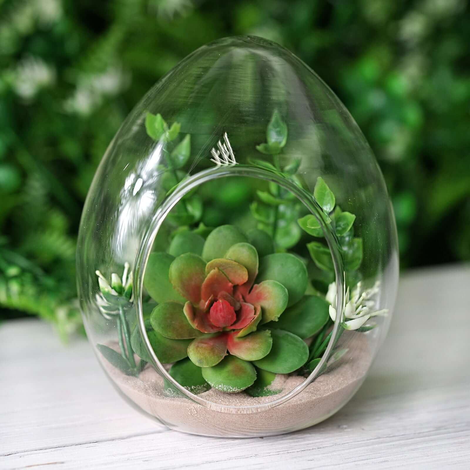6-Pack Glass Terrarium Self-Standing Egg Shaped Design - Modern Planter for Air Plants & Displays 5"