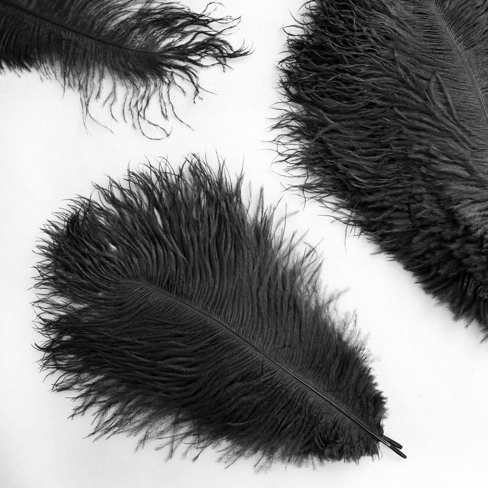 12 Pack 13"-15" Black Natural Plume Real Ostrich Feathers, DIY Centerpiece Fillers