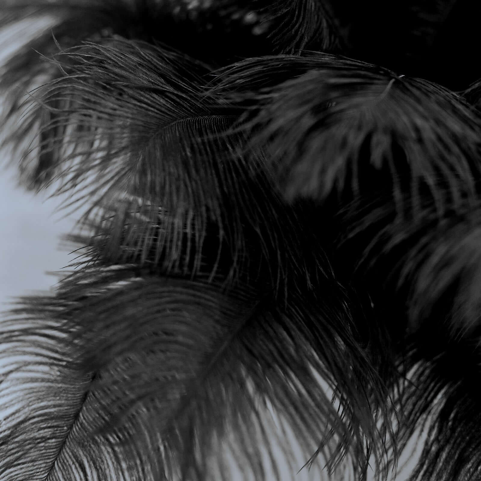 12 Pack 13"-15" Black Natural Plume Real Ostrich Feathers, DIY Centerpiece Fillers