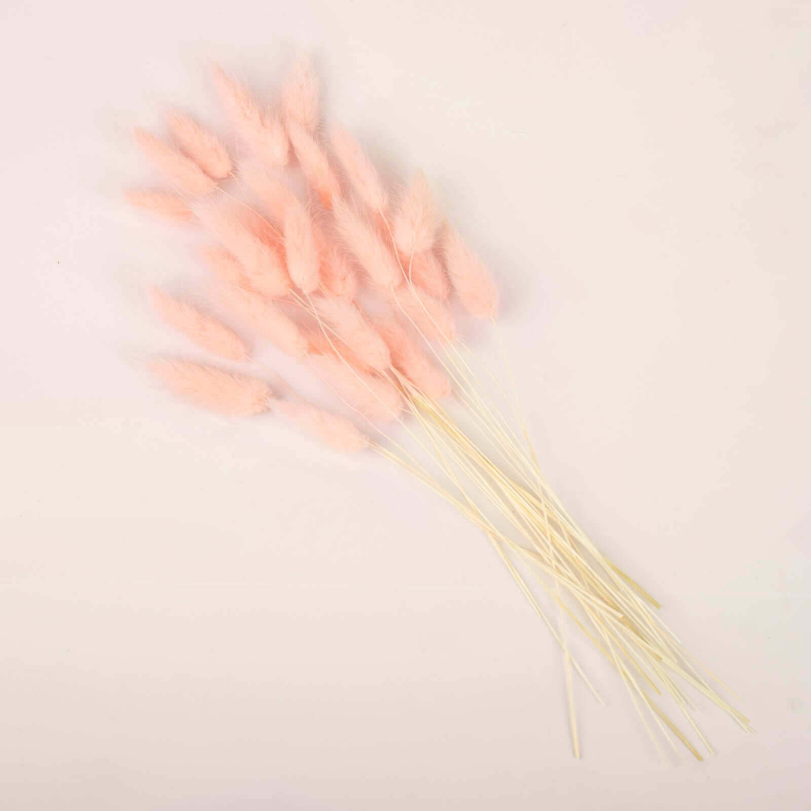 50-Pack Dried Bunny Tail Grass Blush - Rustic Chic Lagurus Ovatus Rabbit Tail Ornamental Grass for Modern Farmhouse Decor Event Styling & Floral Displays 15"