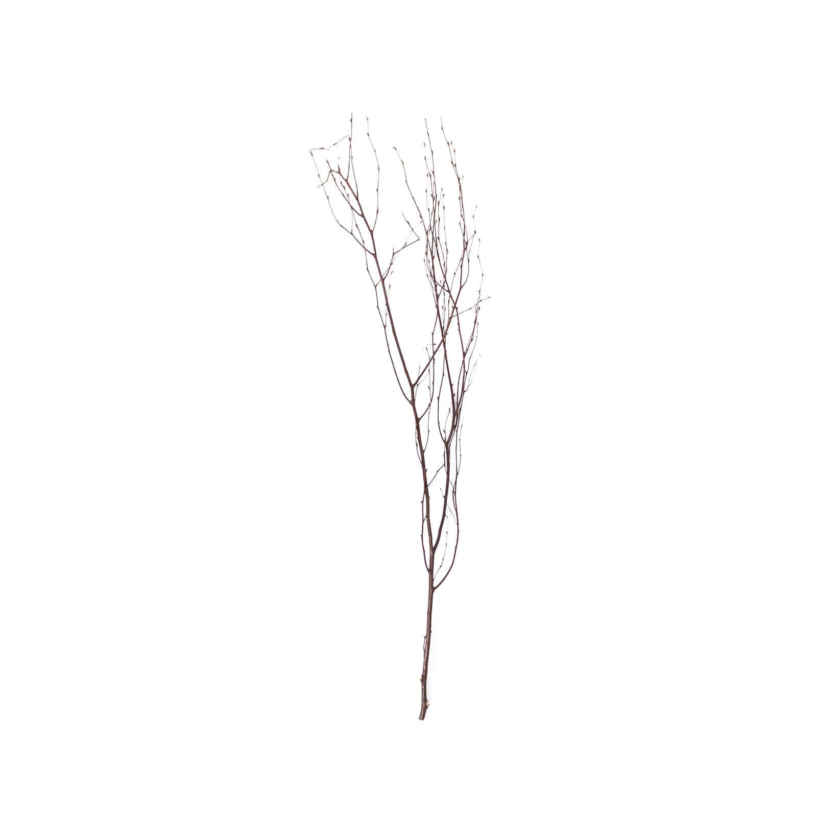 6-Pack Natural Birch Tree Branches 46" Natural - Versatile Extra Long Decorative Dried Willow Twigs Sticks for Vase Centerpiece Wedding Decor