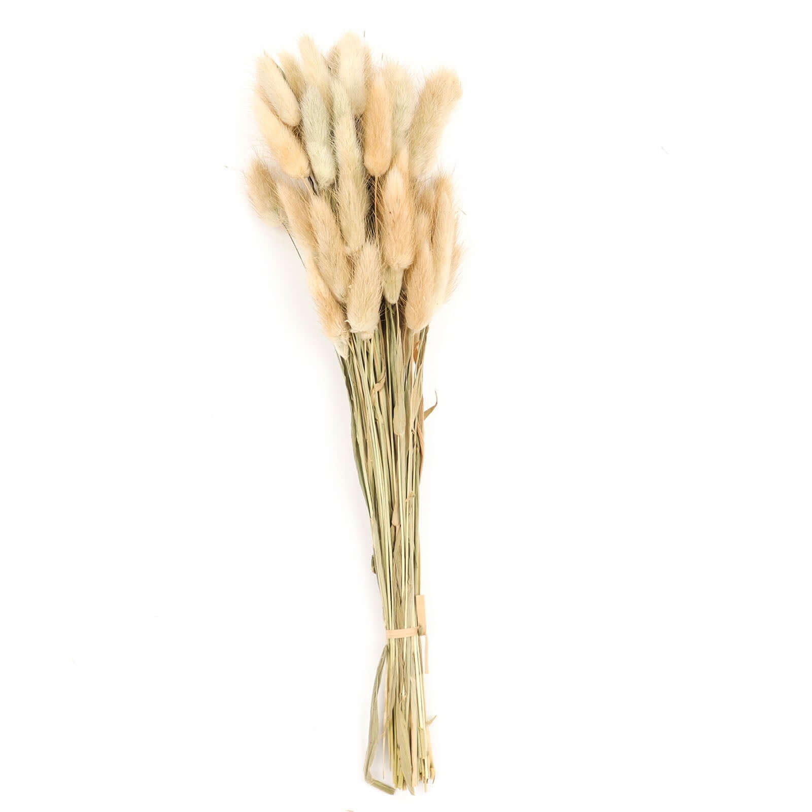 50-Pack Dried Bunny Tail Grass Natural - Rustic Chic Lagurus Ovatus Rabbit Tail Ornamental Grass for Modern Farmhouse Decor Event Styling & Floral Displays 15"