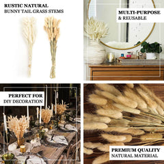 50-Pack Dried Bunny Tail Grass Natural White - Rustic Chic Lagurus Ovatus Rabbit Tail Ornamental Grass for Modern Farmhouse Decor Event Styling & Floral Displays 15"