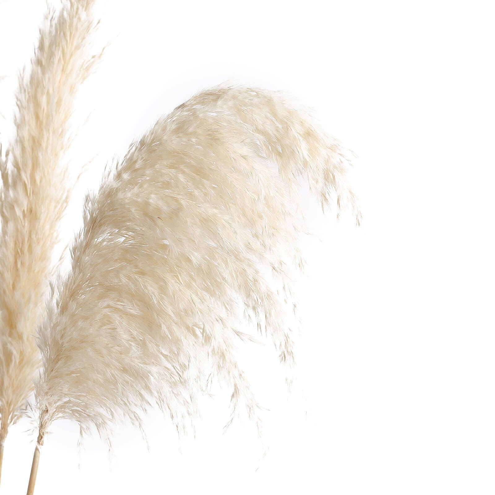 6 Stems Natural Dried Pampas Grass Decor Wheat Tint - Versatile Plant Sprays for Boho Chic Vase Displays Backdrops & Event Styling 32"