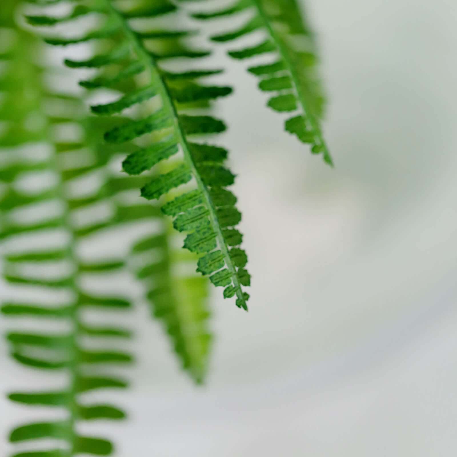 2 Stems 18" Green Artificial Boston Fern Leaf Plant Indoor Faux Spray