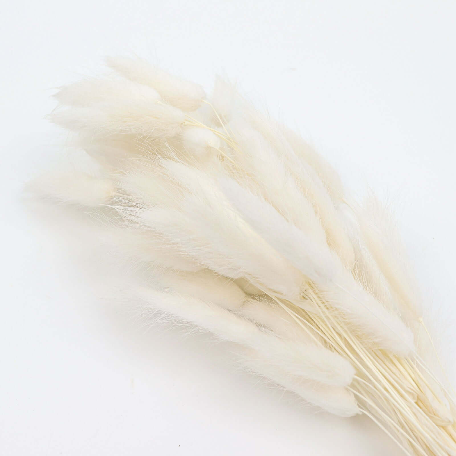 50-Pack Dried Bunny Tail Grass Natural White - Rustic Chic Lagurus Ovatus Rabbit Tail Ornamental Grass for Modern Farmhouse Decor Event Styling & Floral Displays 15"