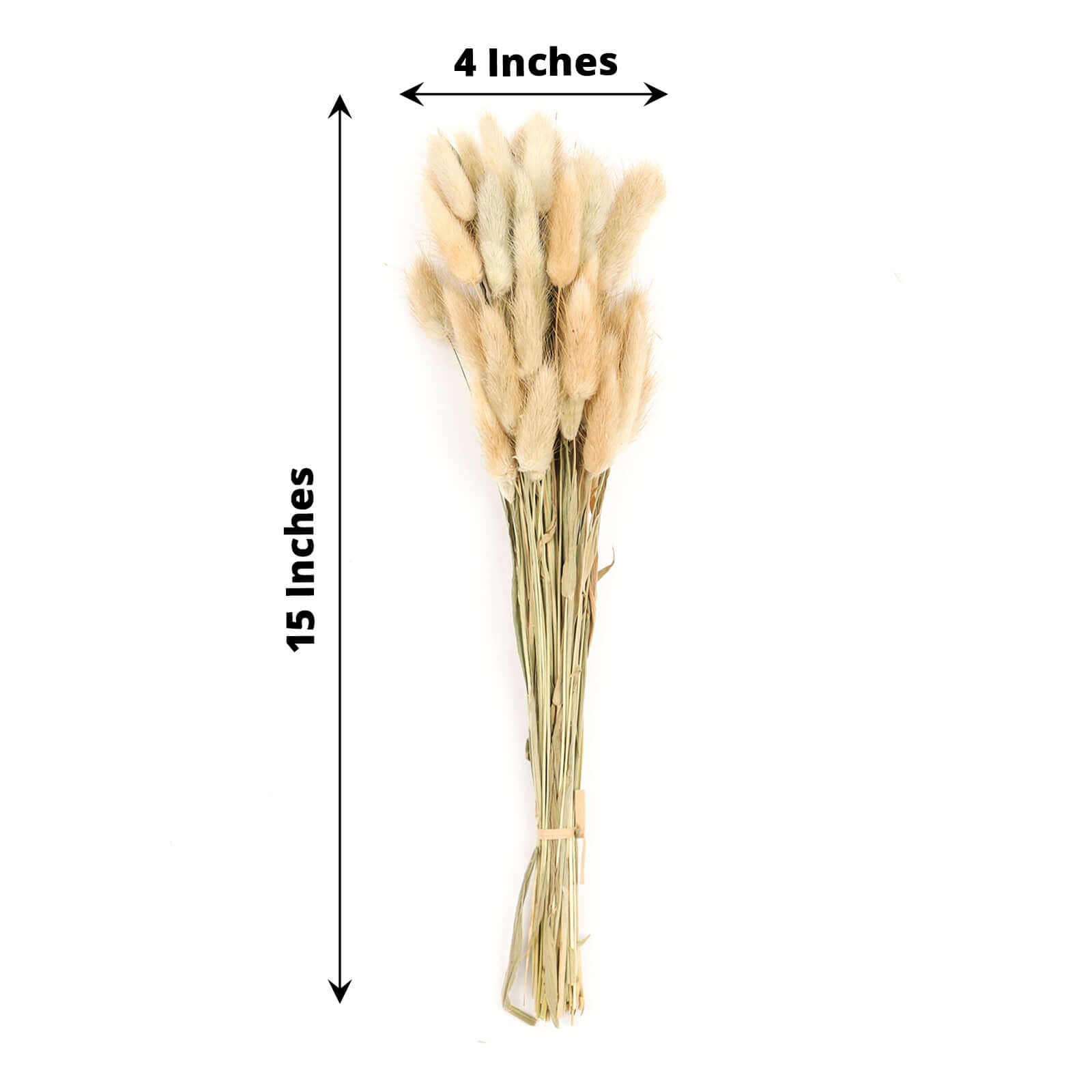 50-Pack Dried Bunny Tail Grass Natural - Rustic Chic Lagurus Ovatus Rabbit Tail Ornamental Grass for Modern Farmhouse Decor Event Styling & Floral Displays 15"