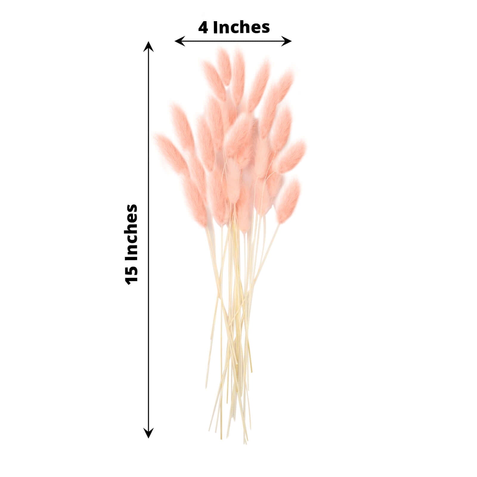50-Pack Dried Bunny Tail Grass Blush - Rustic Chic Lagurus Ovatus Rabbit Tail Ornamental Grass for Modern Farmhouse Decor Event Styling & Floral Displays 15"