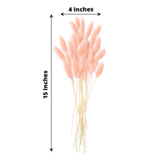 50-Pack Dried Bunny Tail Grass Blush - Rustic Chic Lagurus Ovatus Rabbit Tail Ornamental Grass for Modern Farmhouse Decor Event Styling & Floral Displays 15"
