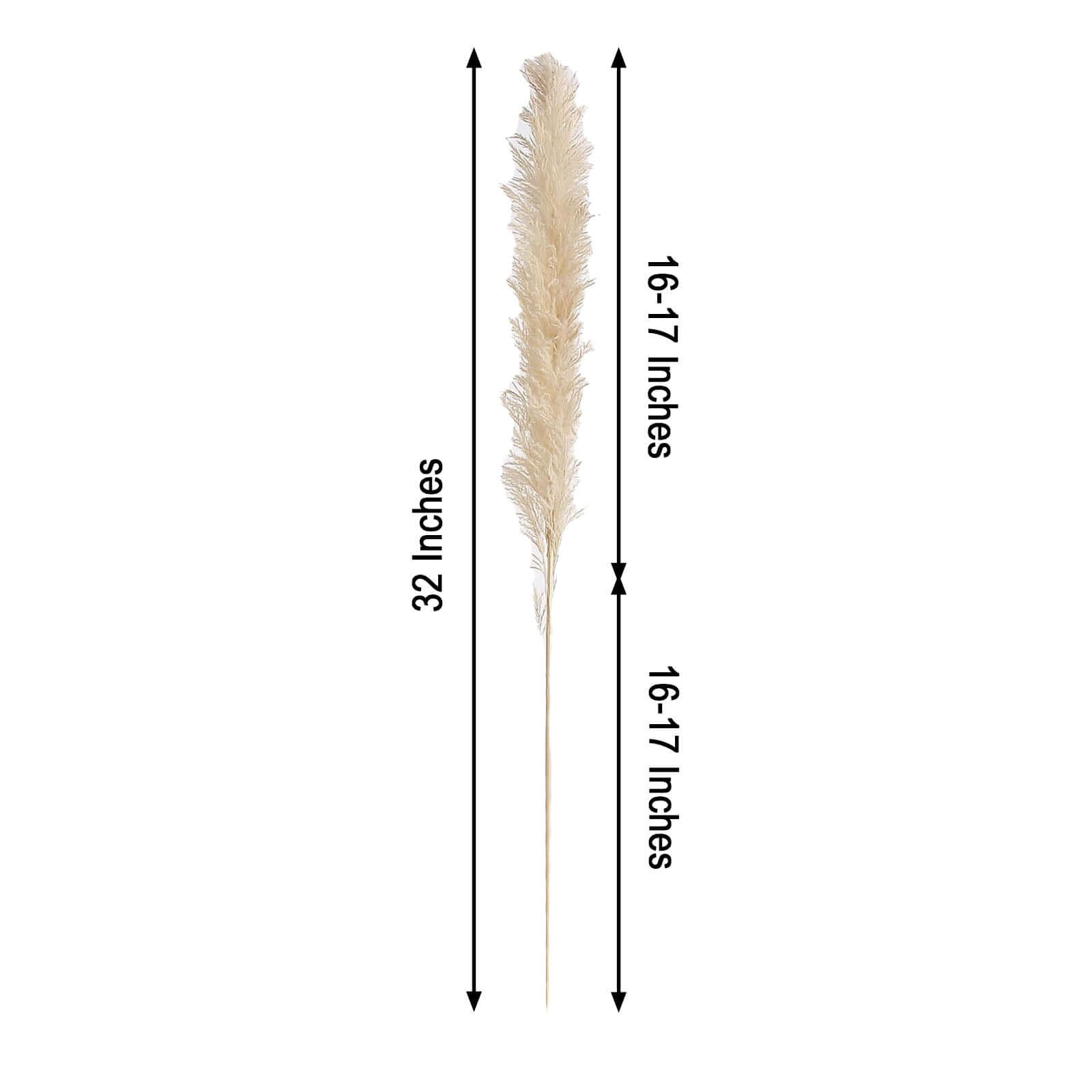 6 Stems Natural Dried Pampas Grass Decor Wheat Tint - Versatile Plant Sprays for Boho Chic Vase Displays Backdrops & Event Styling 32"