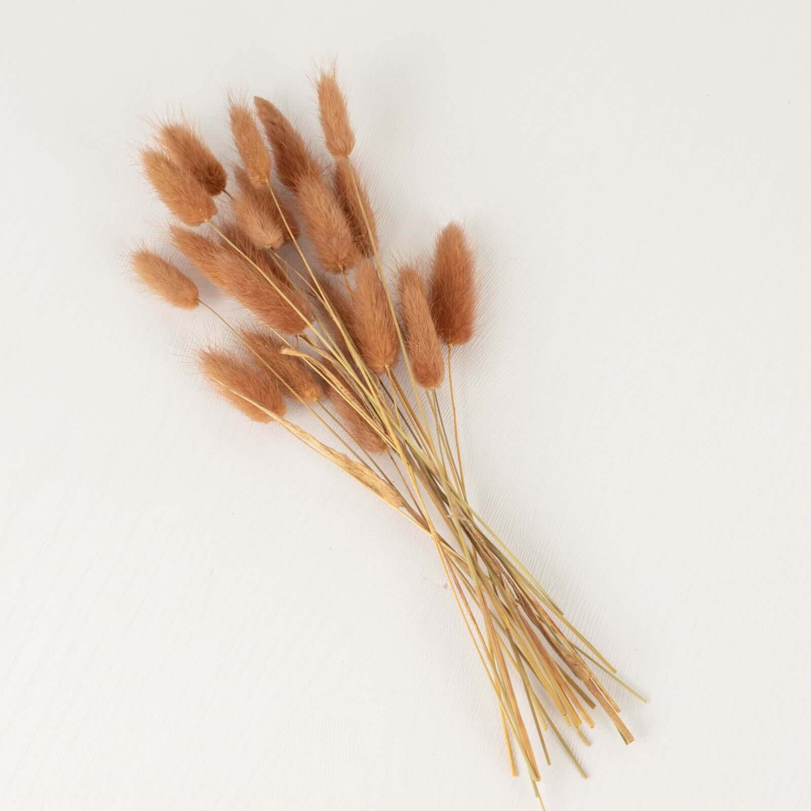 50-Pack Dried Bunny Tail Grass Brown - Rustic Chic Lagurus Ovatus Rabbit Tail Ornamental Grass for Modern Farmhouse Decor Event Styling & Floral Displays 15"