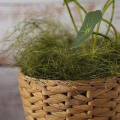 Natural Preserved Moss Grass DIY Gift Box Fillers Green - Craft Decoration Supplies 50g