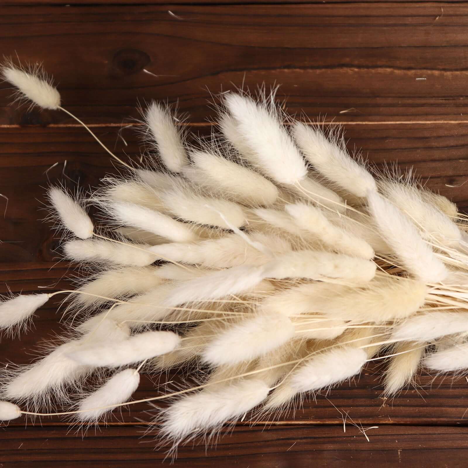 50-Pack Dried Bunny Tail Grass Natural White - Rustic Chic Lagurus Ovatus Rabbit Tail Ornamental Grass for Modern Farmhouse Decor Event Styling & Floral Displays 15"