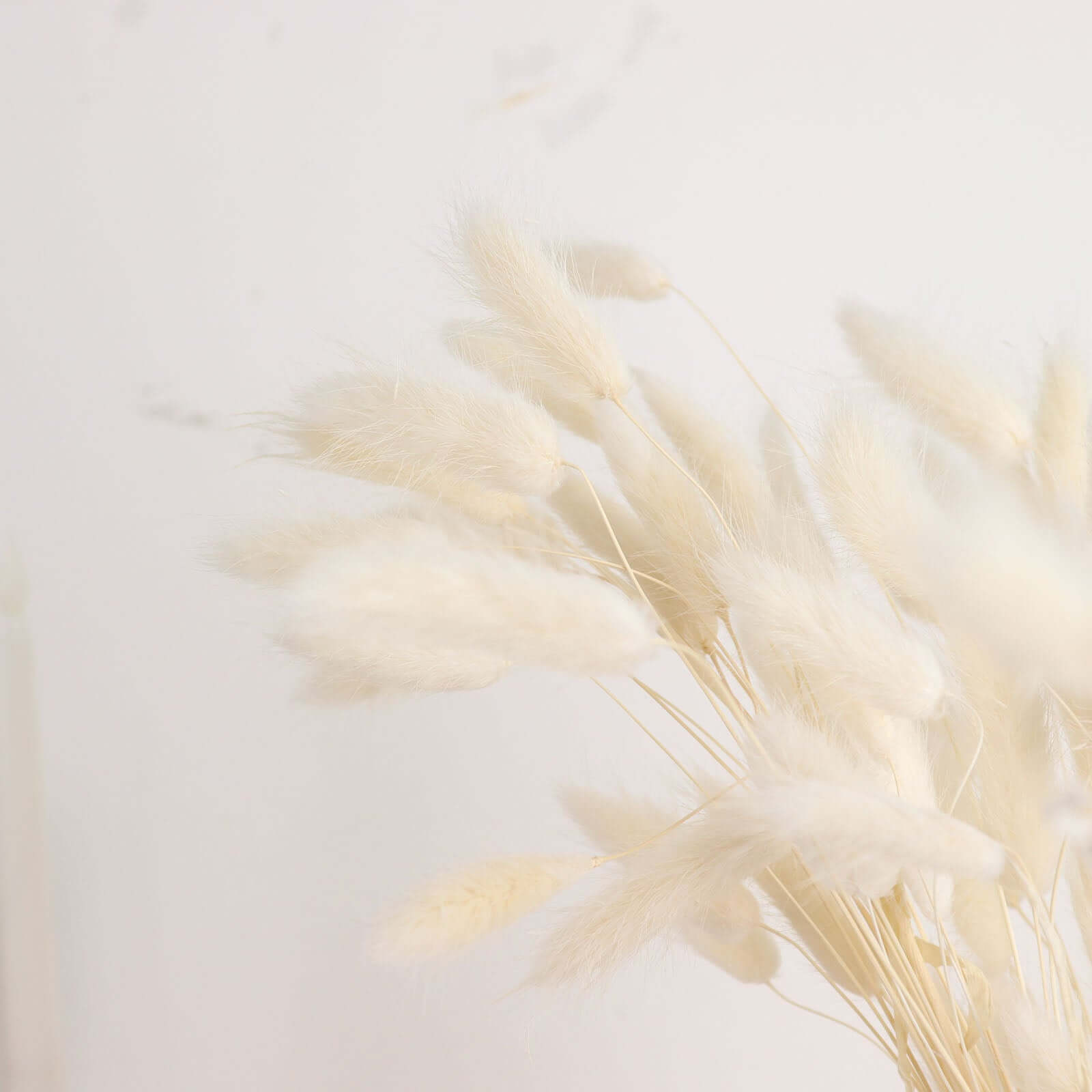 50-Pack Dried Bunny Tail Grass Natural White - Rustic Chic Lagurus Ovatus Rabbit Tail Ornamental Grass for Modern Farmhouse Decor Event Styling & Floral Displays 15"