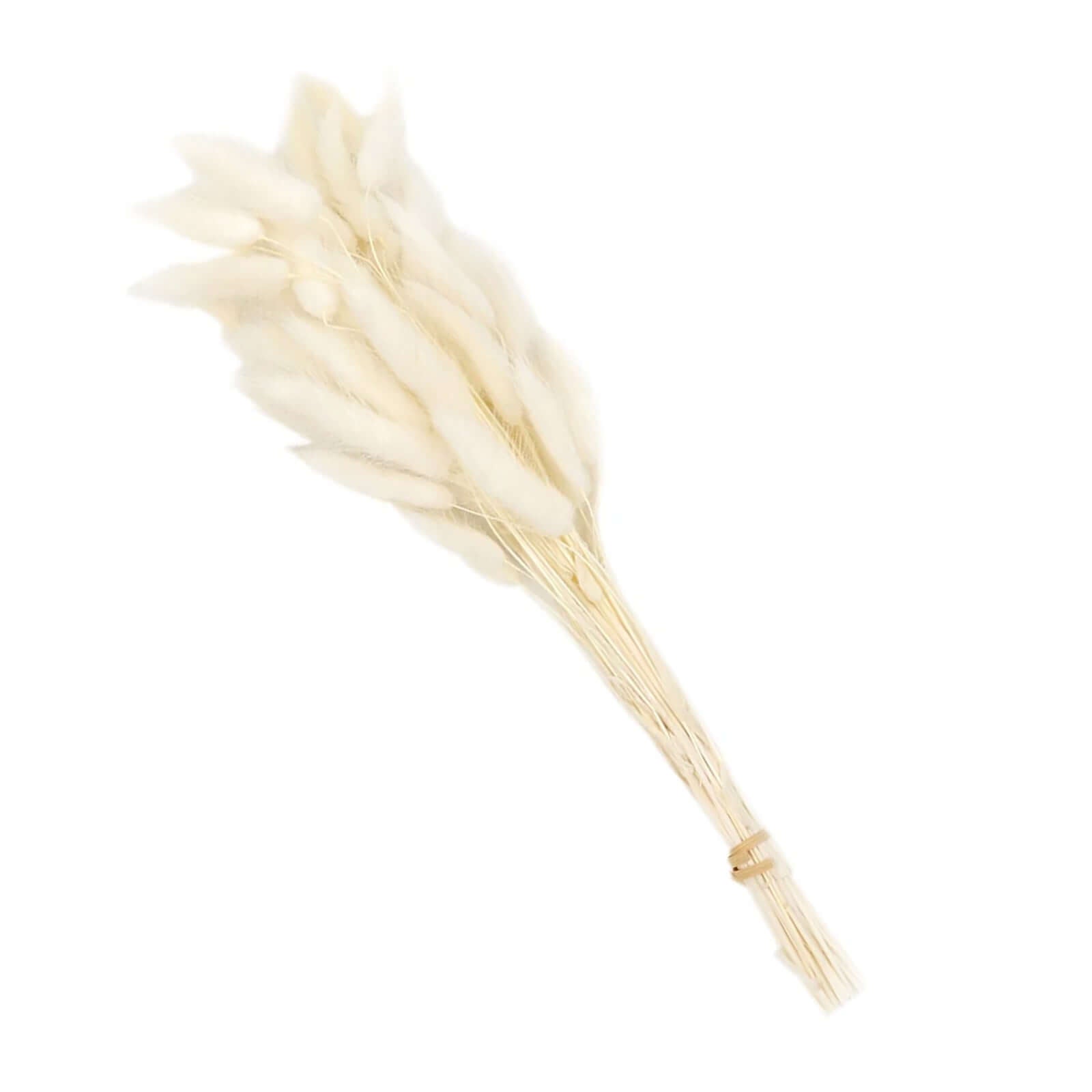 50-Pack Dried Bunny Tail Grass Natural White - Rustic Chic Lagurus Ovatus Rabbit Tail Ornamental Grass for Modern Farmhouse Decor Event Styling & Floral Displays 15"