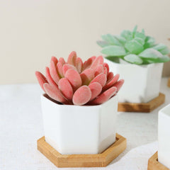 6-Pack Planter Pots Geometric Hexagon Design White - Ceramic Pots with Bamboo Tray and Removable Bottom 3"