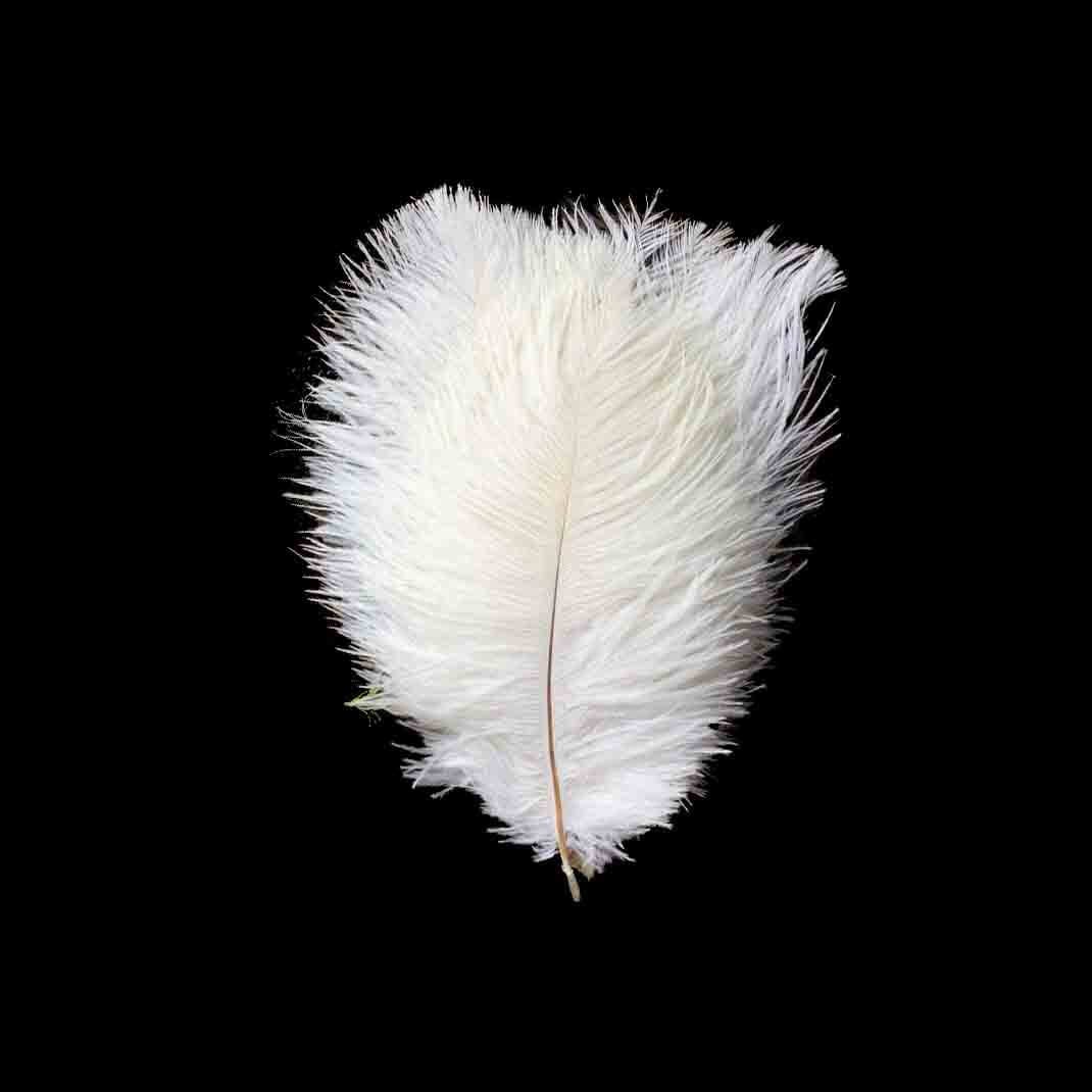 12 Pack 13"-15" White Natural Plume Real Ostrich Feathers, DIY Centerpiece Fillers