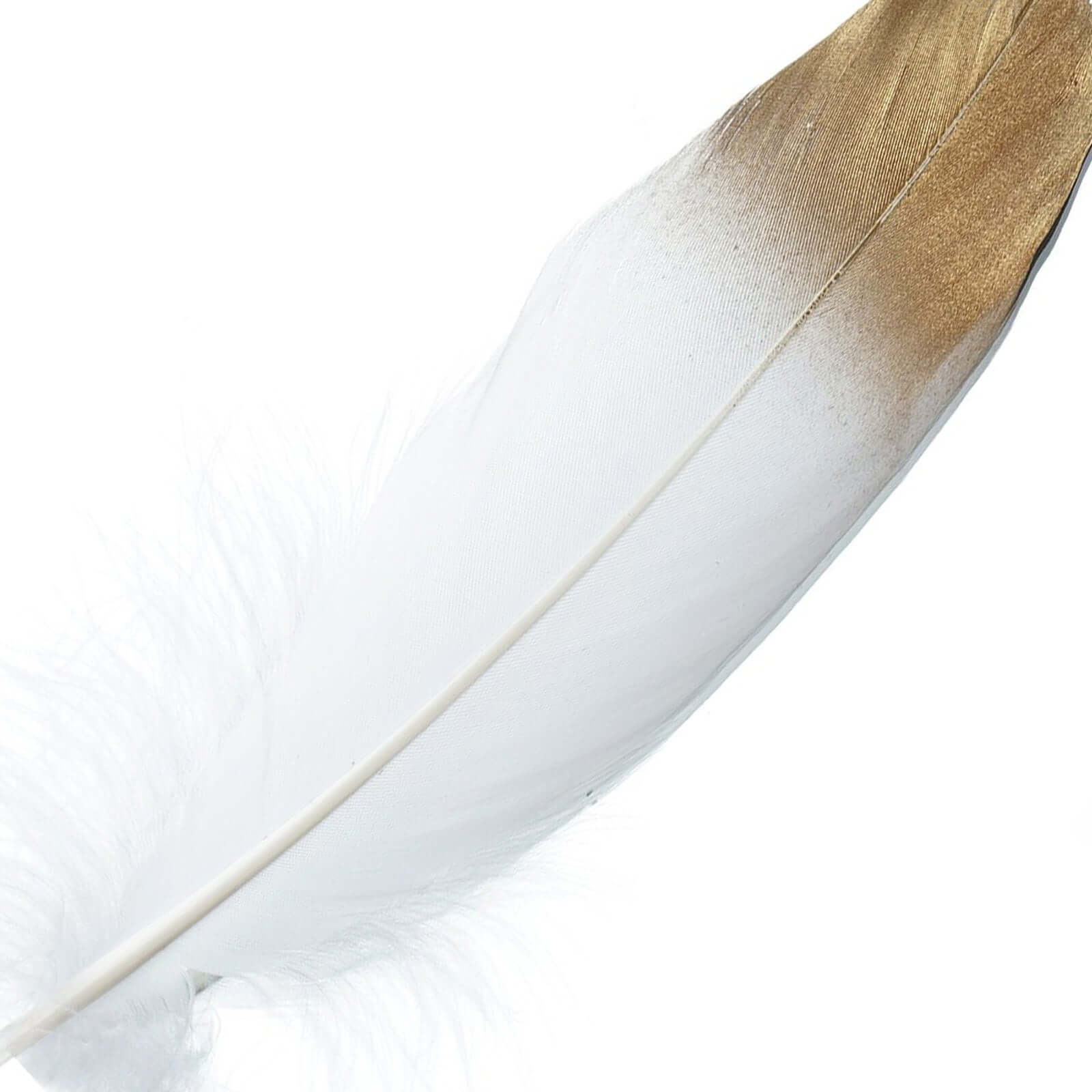 30 Pack Metallic Gold Dipped White Real Goose Feathers, Craft Feathers For Party Decoration